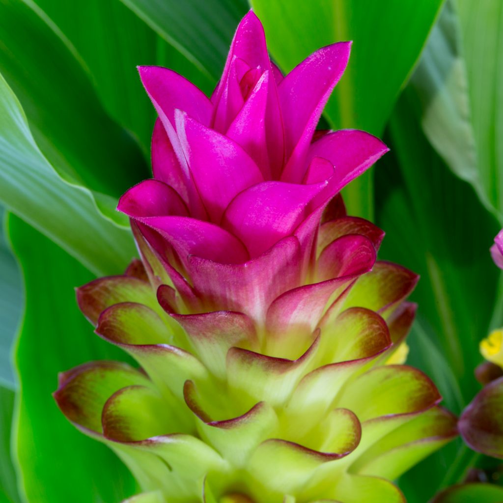 Curcumae blume samen for anpflanzung wildflower mix heirloom & gmo free samen for home garten
 
 sale samen for home garten anpflanzung