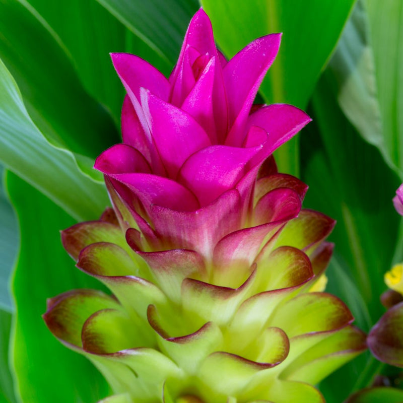 Curcumae blume samen for anpflanzung wildflower mix heirloom & gmo free samen for home garten
 
 sale samen for home garten anpflanzung