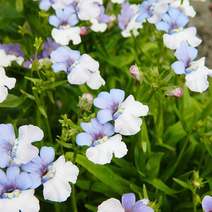 Nemesia strumosa blume samen for anpflanzung cottage garten essential heirloom & gmo free samen for home garten 
 
 sale for anpflanzung in home garten
