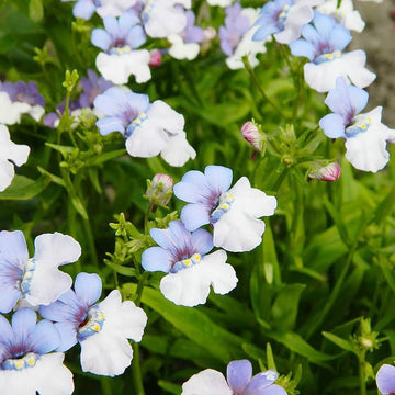 Nemesia strumosa blume samen for anpflanzung cottage garten essential heirloom & gmo free samen for home garten 
 
 sale for anpflanzung in home garten