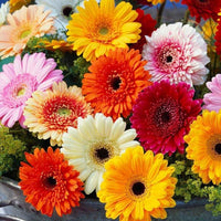 Gerbera blume samen for anpflanzung fragrant blossoms heirloom & gmo free samen for home garten 
 
 sale samen for home garten anpflanzung