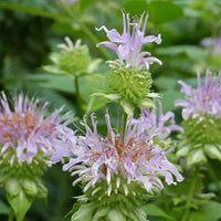 Monarda fistulosa blume samen for anpflanzung easy to grow heirloom & gmo free samen for home garten 
 
 sale samen for home garten anpflanzung