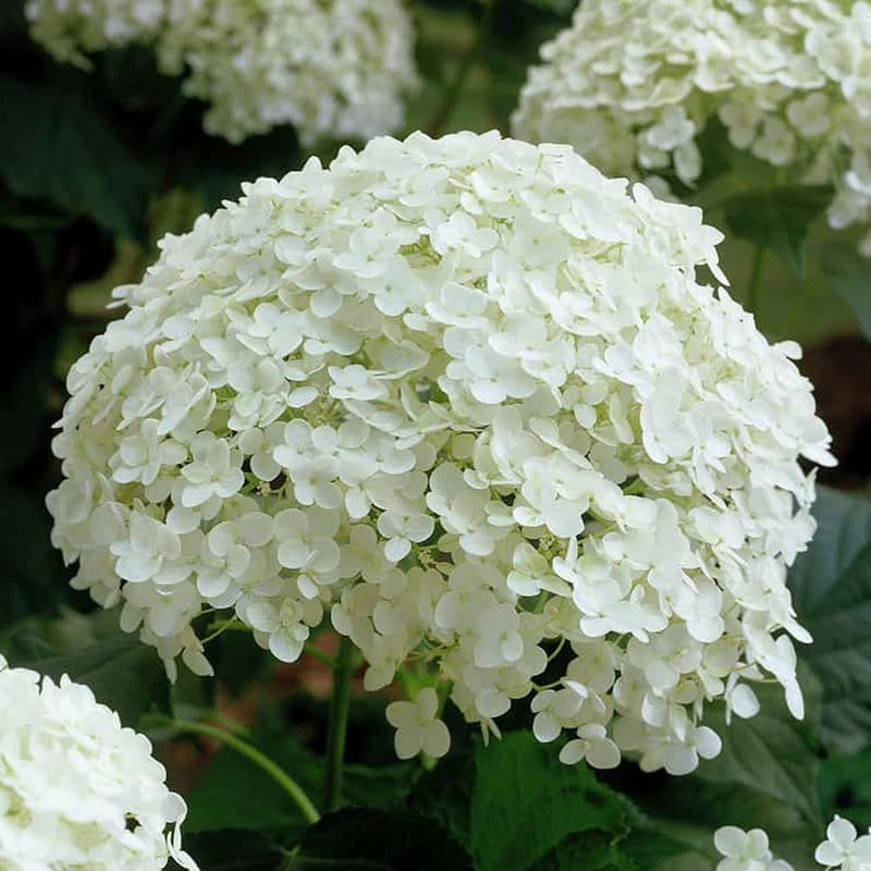 Annabelle blume samen for anpflanzung garten favorite heirloom & gmo free samen for home garten
sale samen for home garten anpflanzung