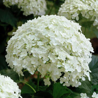 Annabelle blume samen for anpflanzung garten favorite heirloom & gmo free samen for home garten 
 
 sale samen for home garten anpflanzung