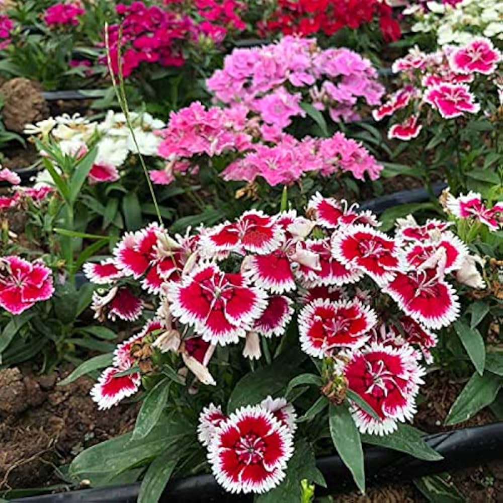 Dianthus blume samen for anpflanzung colorful display heirloom & gmo free samen for home garten 
 
 sale for anpflanzung in home garten