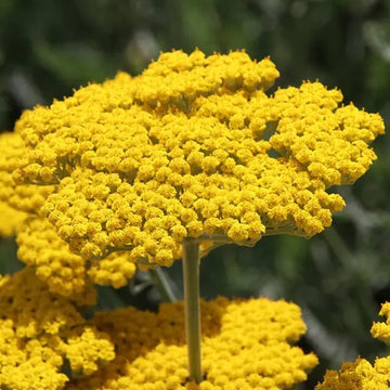 Gelb achillea blume samen for anpflanzung - bright blooms, heirloom & gmo free samen for home garten
 
 sale samen for anpflanzung in home garten