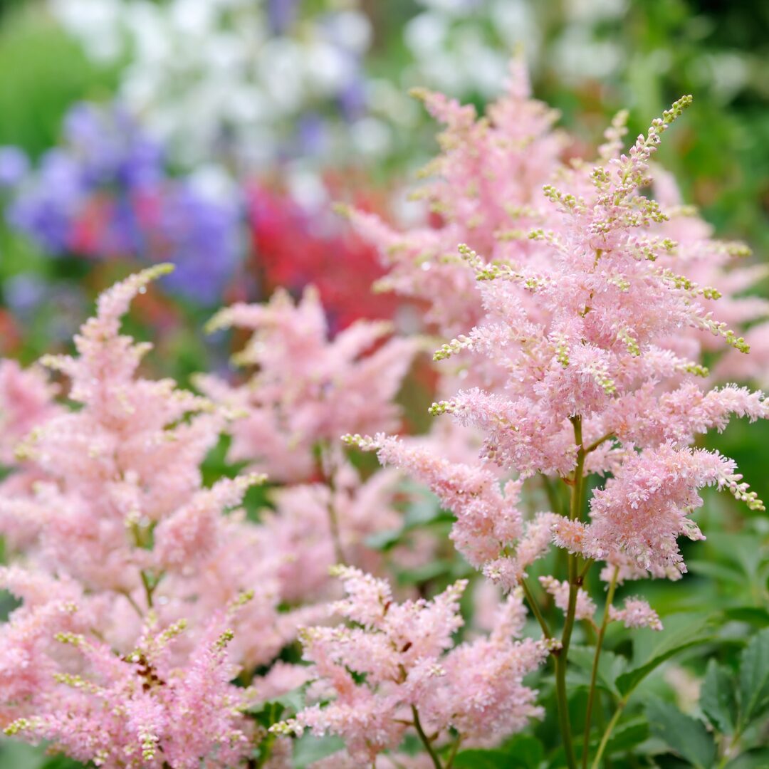 Rosa astilbe blume samen for anpflanzung - low maintenance, heirloom & gmo free samen for home garten
 
 sale samen for home garten