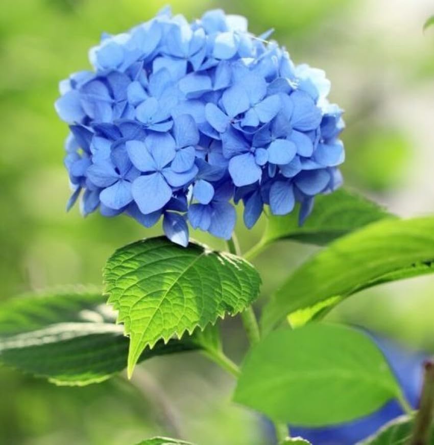 Blau hydrangea blume samen for anpflanzung - compact growth, heirloom & gmo free samen for home garten
 
 sale for anpflanzung in home garten