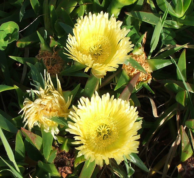 Carpobrotus blume samen for anpflanzung drought tolerant heirloom & gmo free samen for home garten 
 
 sale samen for home garten anpflanzung