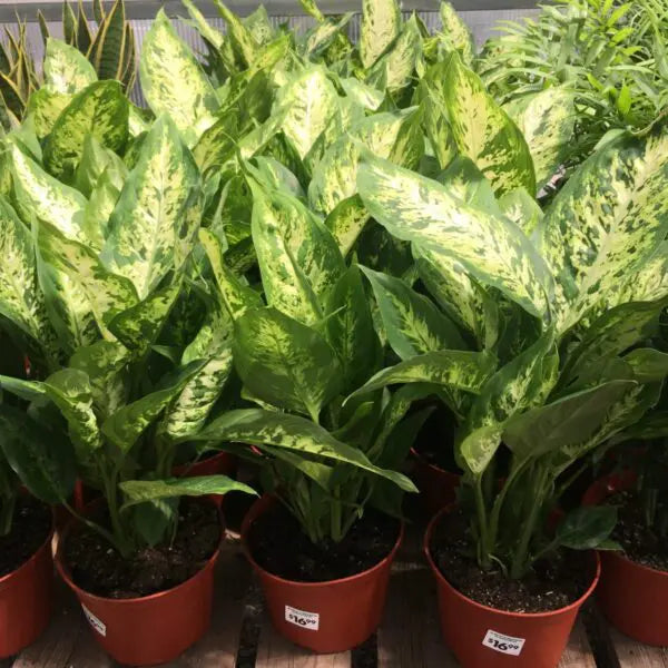 Grün sansevieria blume samen for anpflanzung - wildflower mix, heirloom & gmo free samen for home garten
 
 sale samen for home garten