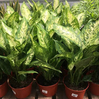 Grün sansevieria blume samen for anpflanzung - wildflower mix, heirloom & gmo free samen for home garten
 
 sale samen for home garten