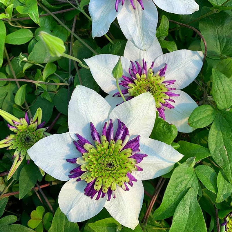 Weiß lila clematis blume samen for anpflanzung premium quality heirloom & gmo free samen for home garten
 
 sale samen for home garten anpflanzung