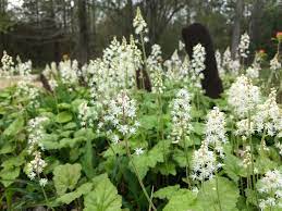 Grün tiarella blume samen for anpflanzung - compact growth, heirloom & gmo free samen for home garten
 
 sale samen for anpflanzung in home garten