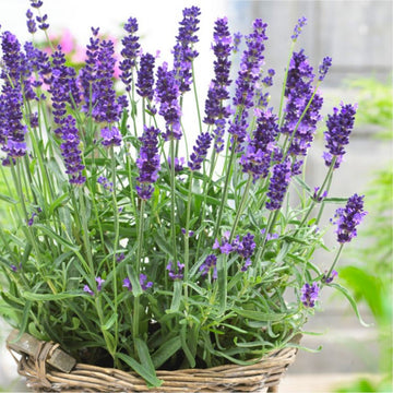 Lavender angustifolia blume samen for anpflanzung - compact growth, heirloom & gmo free samen for home garten
 
 sale for anpflanzung in home garten