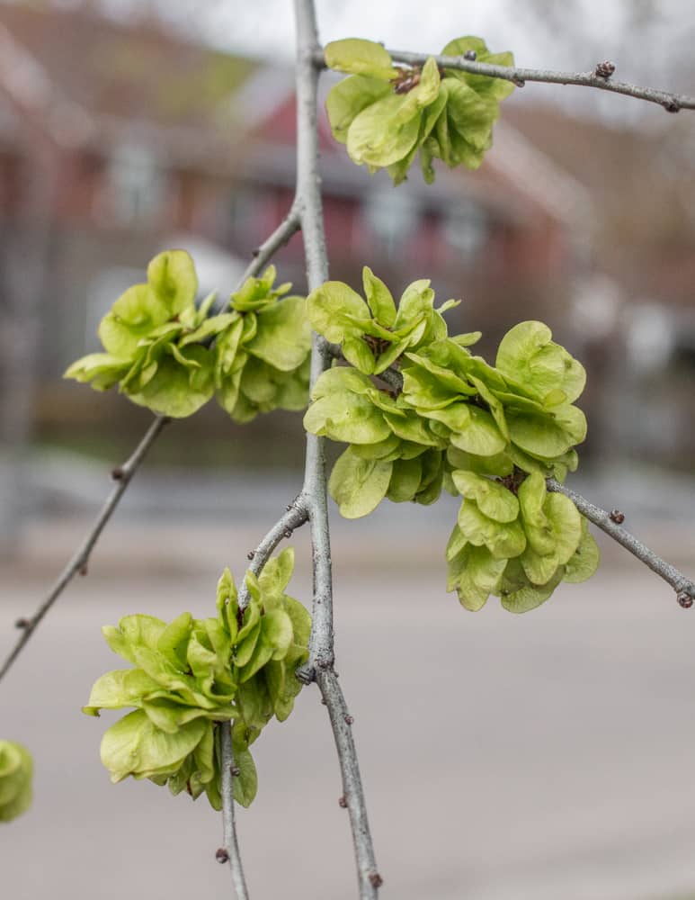 Dark grün elm blume samen for anpflanzung - colorful display, heirloom & gmo free samen for home garten
 
 sale samen for anpflanzung in home garten