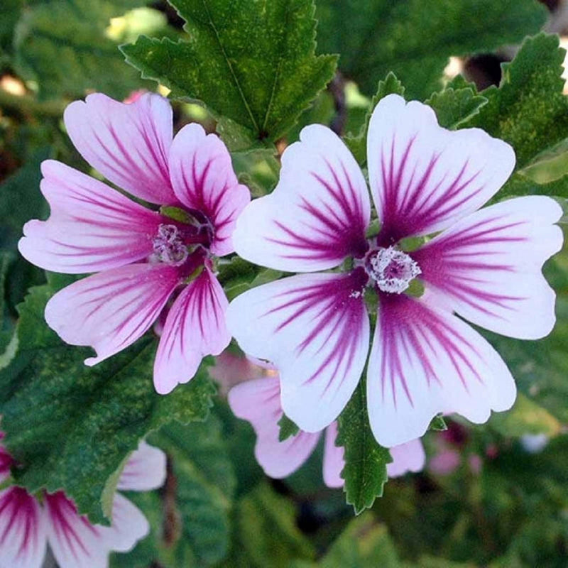 Lila weiß zebra mallow blume samen for anpflanzung premium quality heirloom & gmo free samen for home garten 
 
 sale samen for home garten anpflanzung