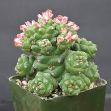 Monadenium blume samen for anpflanzung - low maintenance, heirloom & gmo free samen for home garten
 
 sale samen for anpflanzung in home garten
