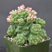 Monadenium blume samen for anpflanzung - low maintenance, heirloom & gmo free samen for home garten
 
 sale samen for anpflanzung in home garten