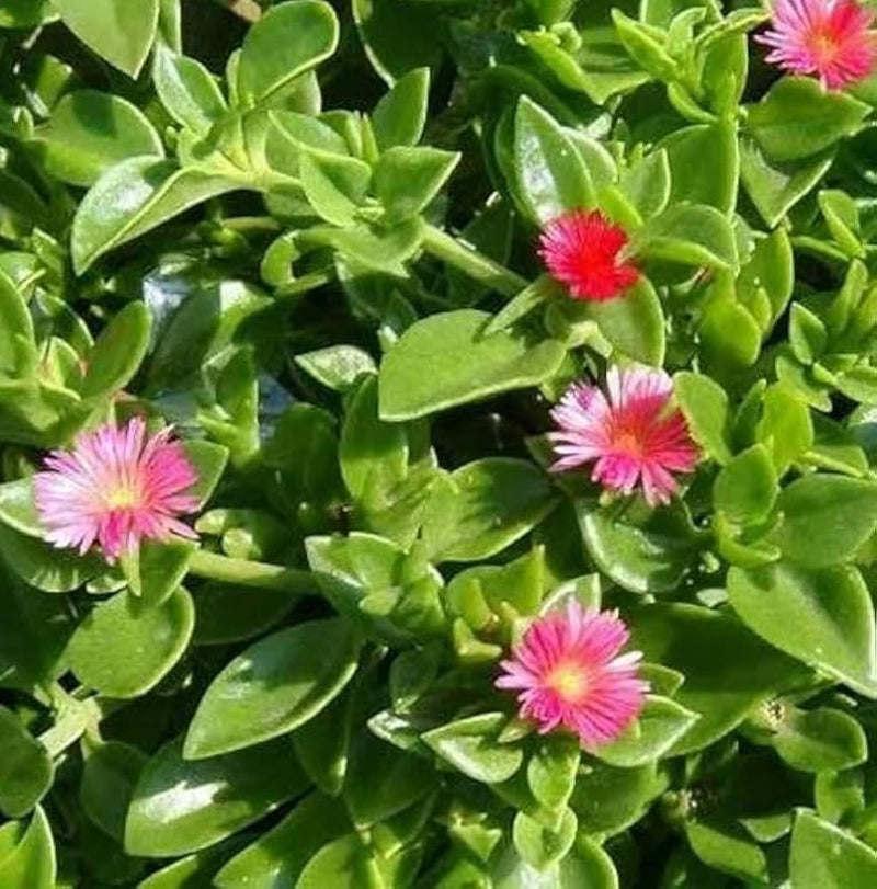 Aptenia blume samen for anpflanzung cottage garten essential heirloom & gmo free samen for home garten
sale for anpflanzung in home garten
