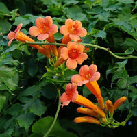 Orange tecoma blume samen for anpflanzung bright blooms heirloom & gmo free samen for home garten 
 
 sale samen for home garten anpflanzung