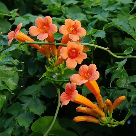 Orange tecoma blume samen for anpflanzung bright blooms heirloom & gmo free samen for home garten 
 
 sale samen for home garten anpflanzung