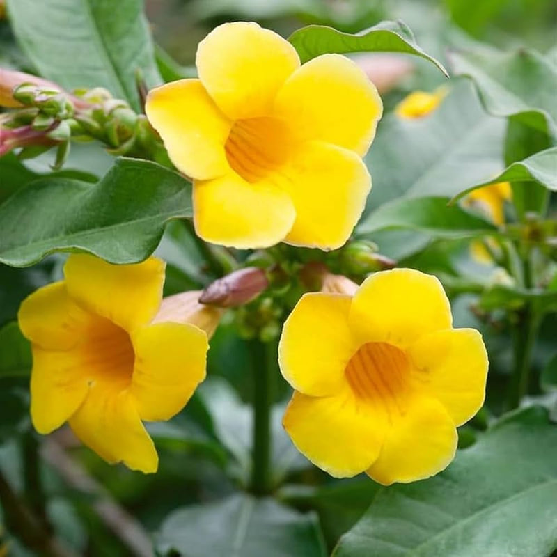 Beautiful allamanda blume samen for anpflanzung garten favorite heirloom & gmo free samen for home garten
sale samen for home garten anpflanzung