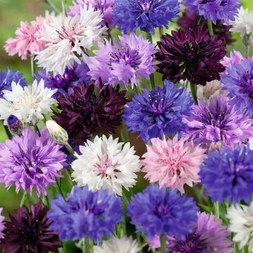 Cornflower blume samen for anpflanzung - easy to grow, heirloom & gmo free samen for home garten
 
 sale for anpflanzung in home garten