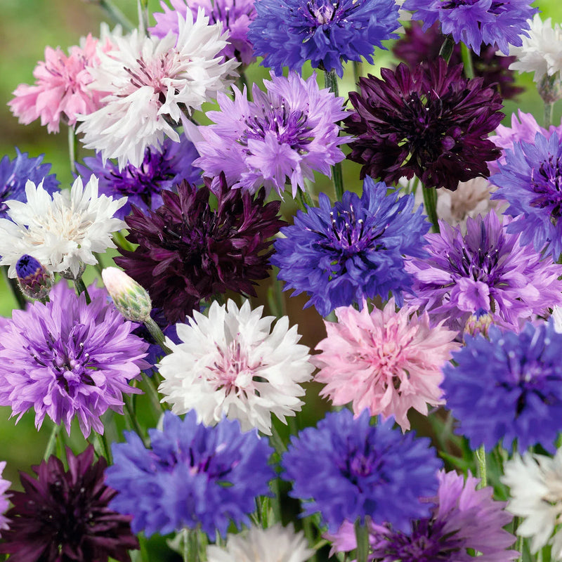 Cornflower blume samen for anpflanzung - easy to grow, heirloom & gmo free samen for home garten
 
 sale for anpflanzung in home garten