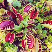 Carnivorous blume samen for anpflanzung cut blume favorite heirloom & gmo free samen for home garten 
 
 sale samen for home garten anpflanzung