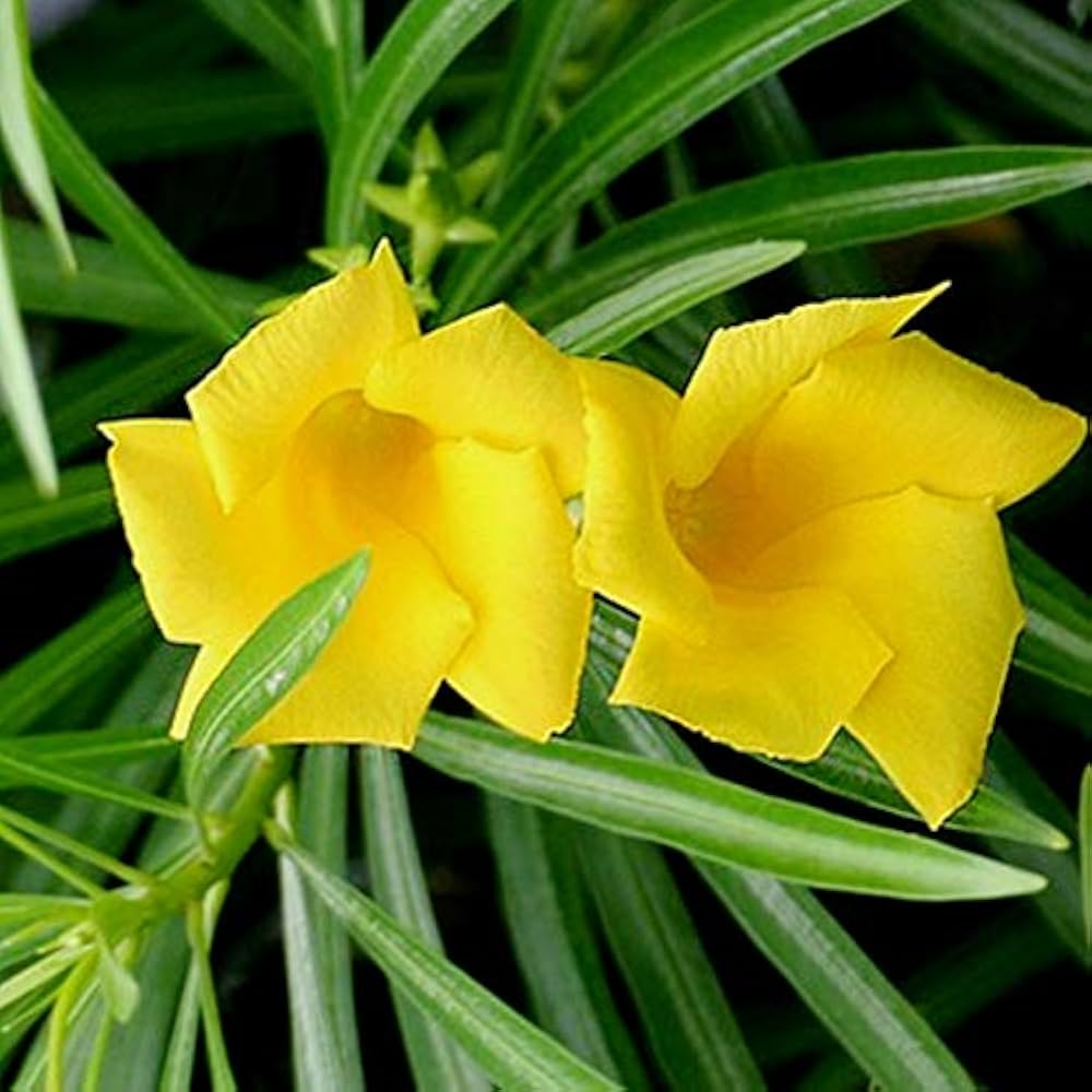 Thevetia neriifolia blume samen for anpflanzung - fragrant blossoms, heirloom & gmo free samen for home garten
 
 sale samen for home garten