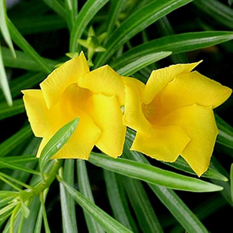 Thevetia neriifolia blume samen for anpflanzung - fragrant blossoms, heirloom & gmo free samen for home garten
 
 sale samen for home garten