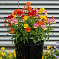Traditionssorte Nemesia Carnival Mischung Blumensamen zur Aussaat leuchtend Blüten Traditionssorte & ohne Gentechnik Samen Hausgarten