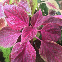 Rosa coleus blume samen for anpflanzung sun loving heirloom & gmo free samen for home garten 
 
 sale samen for home garten anpflanzung