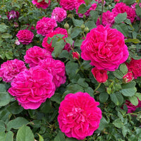 Dark rosa rose blume samen for anpflanzung hardy variety heirloom & gmo free samen for home garten 
 
 sale samen for home garten anpflanzung
