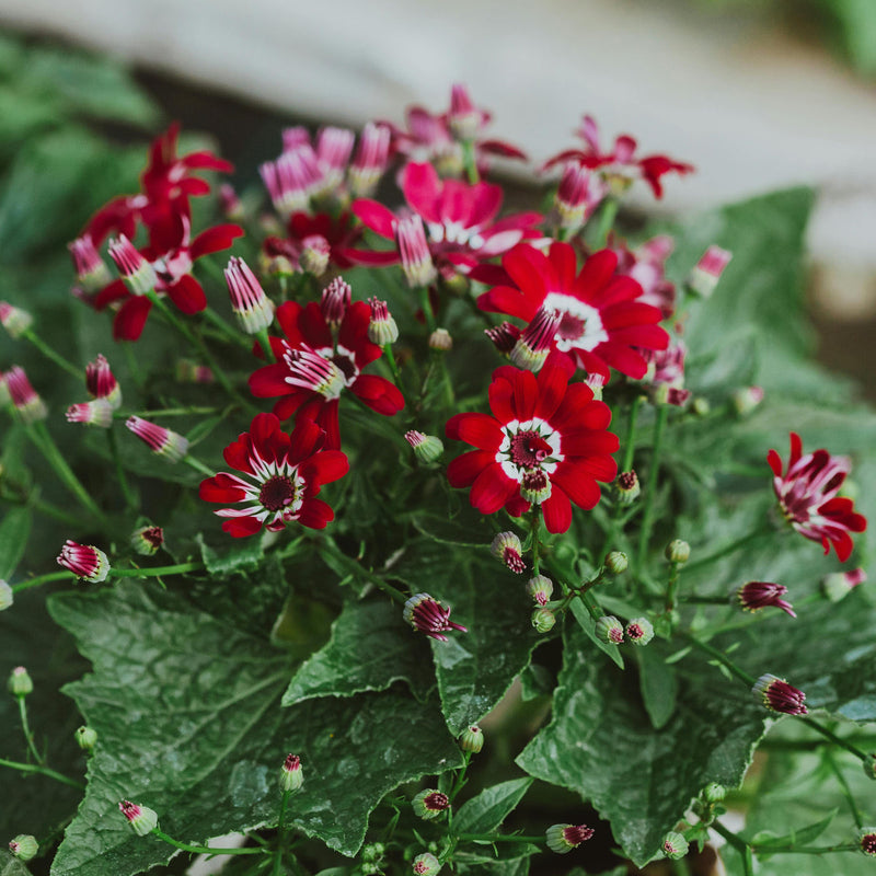Rot cineraria blume samen for anpflanzung fragrant blossoms heirloom & gmo free samen for home garten
sale samen for home garten anpflanzung