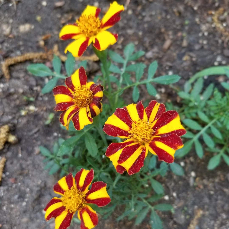 Marigold majestic blume samen for anpflanzung vibrant colors heirloom & gmo free samen for home garten 
 
 sale samen for home garten anpflanzung