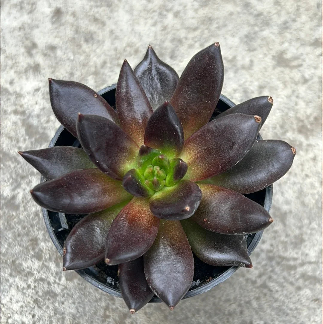 Echeveria blume samen for anpflanzung sun loving heirloom & gmo free samen for home garten 
 
 sale for anpflanzung in home garten