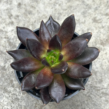 Echeveria blume samen for anpflanzung sun loving heirloom & gmo free samen for home garten 
 
 sale for anpflanzung in home garten