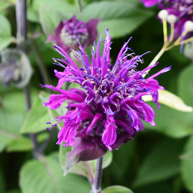 Violet monarda blume samen for anpflanzung cottage garten essential heirloom & gmo free samen for home garten 
 
 sale samen for home garten anpflanzung