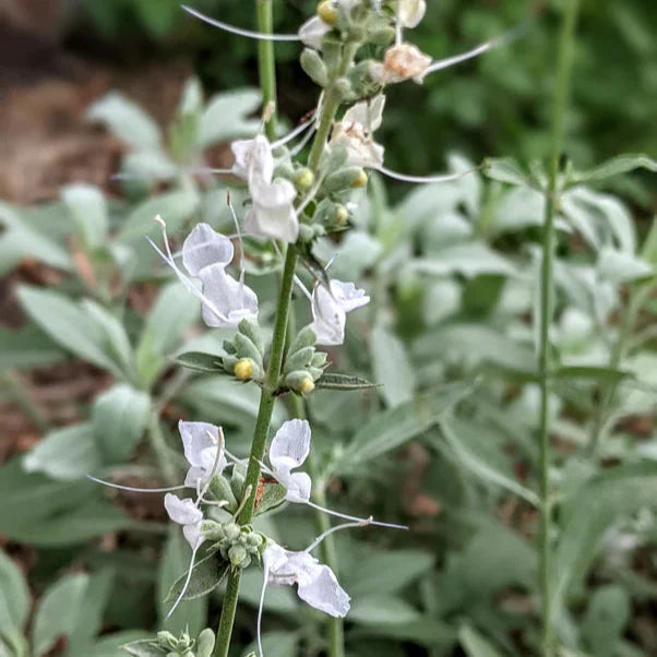 Weiß sage blume samen for anpflanzung fragrant blossoms heirloom & gmo free samen for home garten
 
 sale samen for home garten anpflanzung