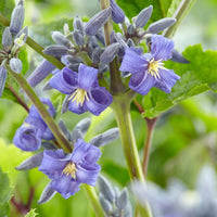 Clematis heracleifolia blume samen for anpflanzung pollinator friendly heirloom & gmo free samen for home garten 
 
 sale samen for home garten anpflanzung
