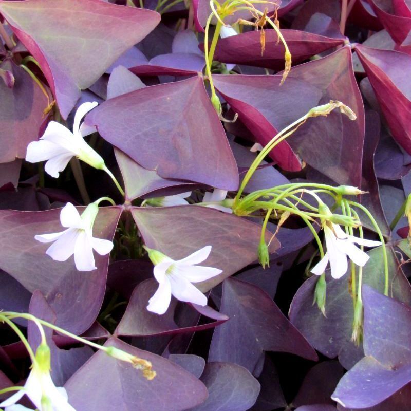Rot woodsorrel blume samen for anpflanzung cottage garten essential heirloom & gmo free samen for home garten 
 
 sale samen for home garten anpflanzung
