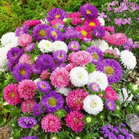 Mix aster blume samen for anpflanzung - fragrant blossoms, heirloom & gmo free samen for home garten
 
 sale samen for anpflanzung in home garten