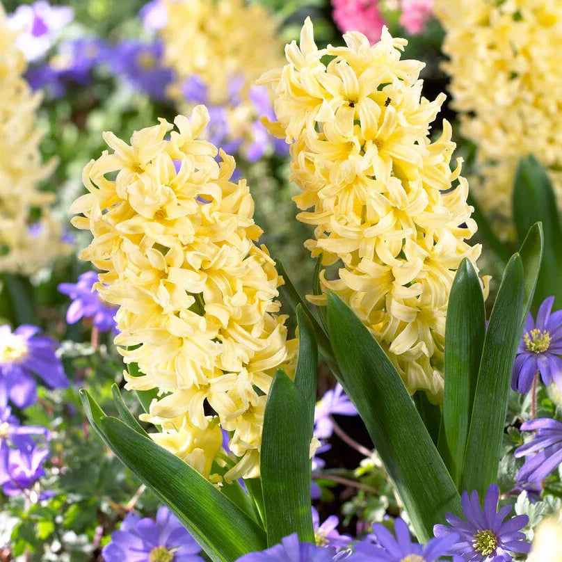 Light gelb hyacinth blume samen for anpflanzung colorful display heirloom & gmo free samen for home garten 
 
 sale samen for home garten anpflanzung