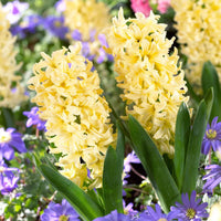 Light gelb hyacinth blume samen for anpflanzung colorful display heirloom & gmo free samen for home garten 
 
 sale samen for home garten anpflanzung
