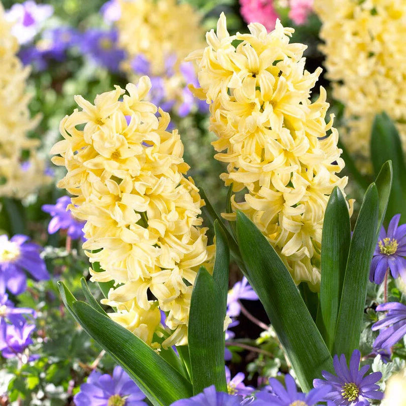 Light gelb hyacinth blume samen for anpflanzung colorful display heirloom & gmo free samen for home garten 
 
 sale samen for home garten anpflanzung