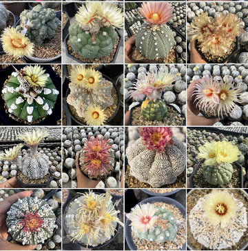 Mixed astrophytum blume samen for anpflanzung - drought tolerant, heirloom & gmo free samen for home garten
 
 sale samen for anpflanzung in home garten