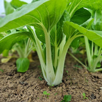 Grün pak choi blume samen for anpflanzung bright blooms heirloom & gmo free samen for home garten 
 
 sale samen for home garten anpflanzung