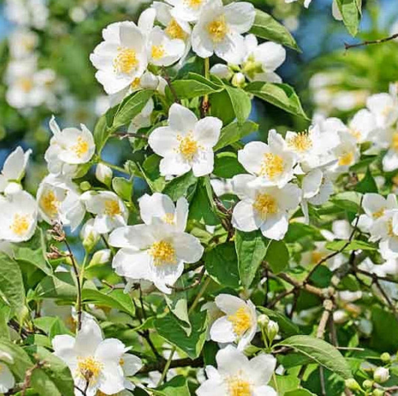 Weiß philadelphus coronarius blume samen for anpflanzung easy to grow heirloom & gmo free samen for home garten
sale samen for home garten anpflanzung