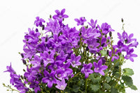 Purplebportenschlagiana blume samen for anpflanzung - pollinator friendly, heirloom & gmo free samen for home garten
 
 sale samen for anpflanzung in home garten